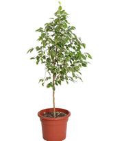 فيكس بنجامينا مبرقش